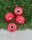 Luminous wheel 62mm 85A Red
